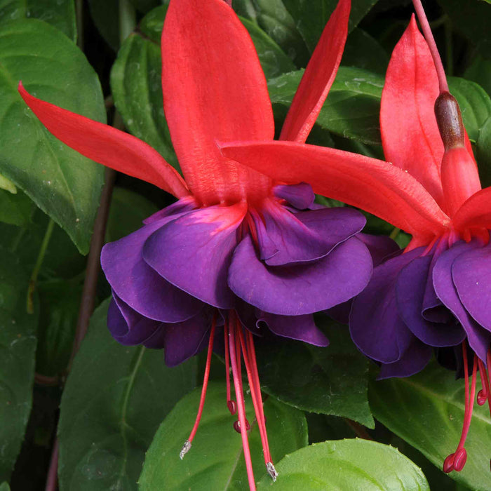 Fuchsia 'Southern Belles Voodoo'