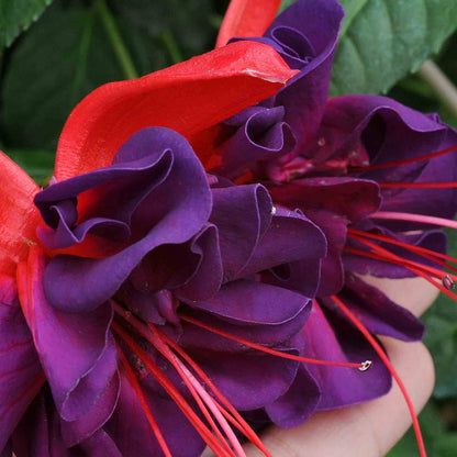 Fuchsia 'Southern Belles Voodoo'