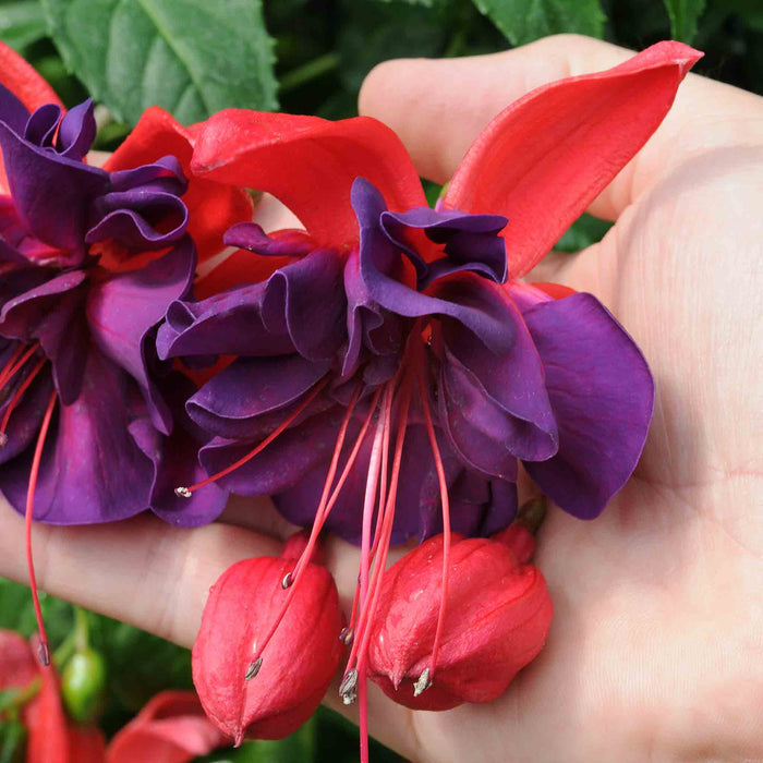 Fuchsia 'Southern Belles Voodoo'