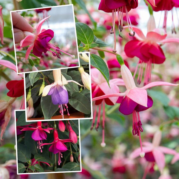 Collage of fuchsia flowers with close-up insets showing details.