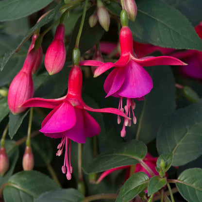 Close-up of pink fuchsia flowers with green leaves
