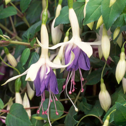 Close-up of a purple and white fuchsia flower with green leaves.