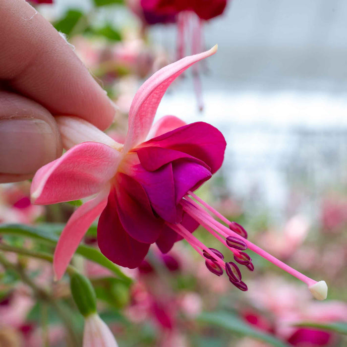 Fuchsia Upright Collection