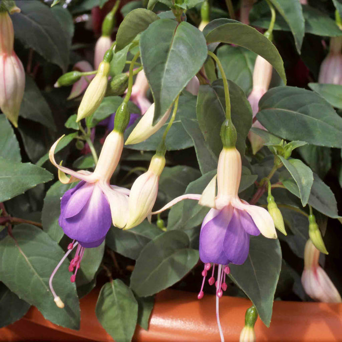 Fuchsia Upright Collection