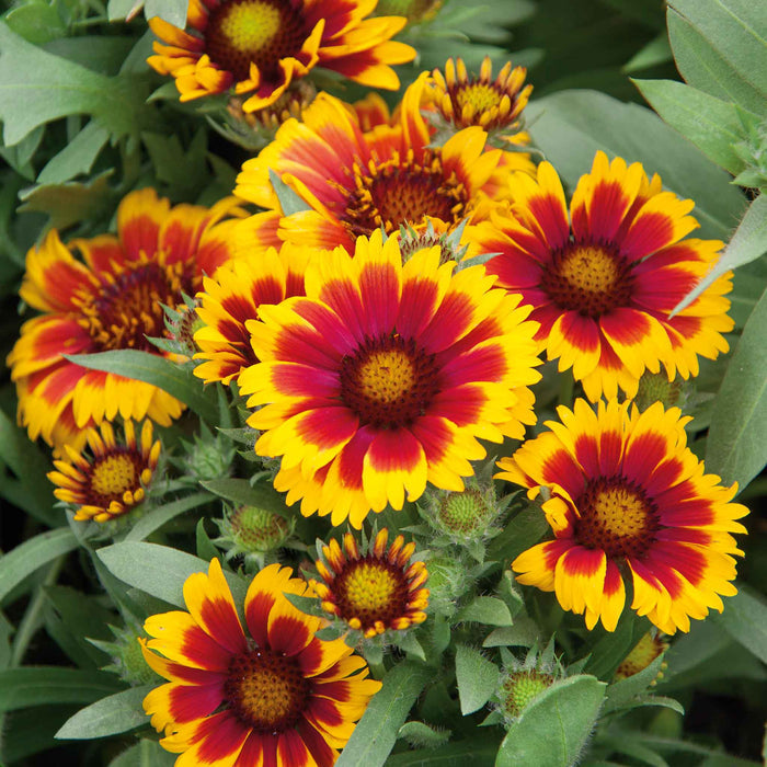 Gaillardia 'Arizonia Sun'