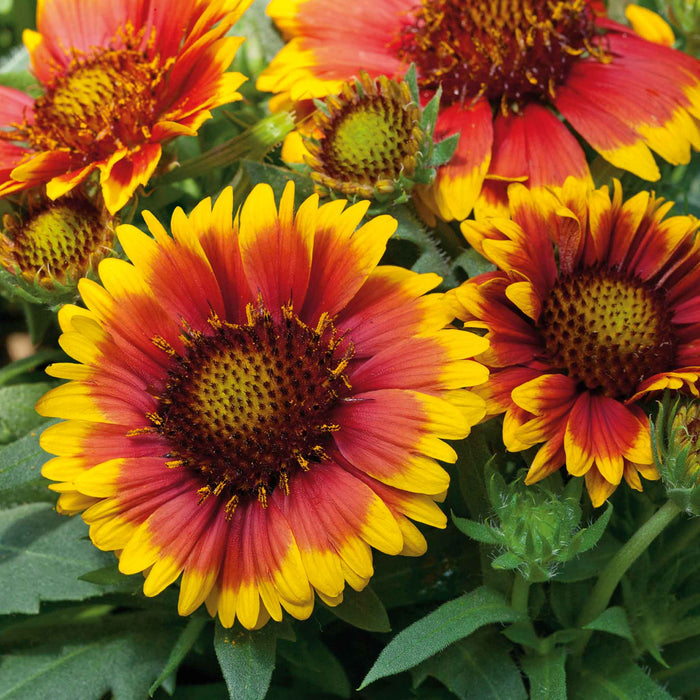 Gaillardia 'Arizonia Sun'