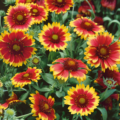 Gaillardia 'Arizonia Sun'