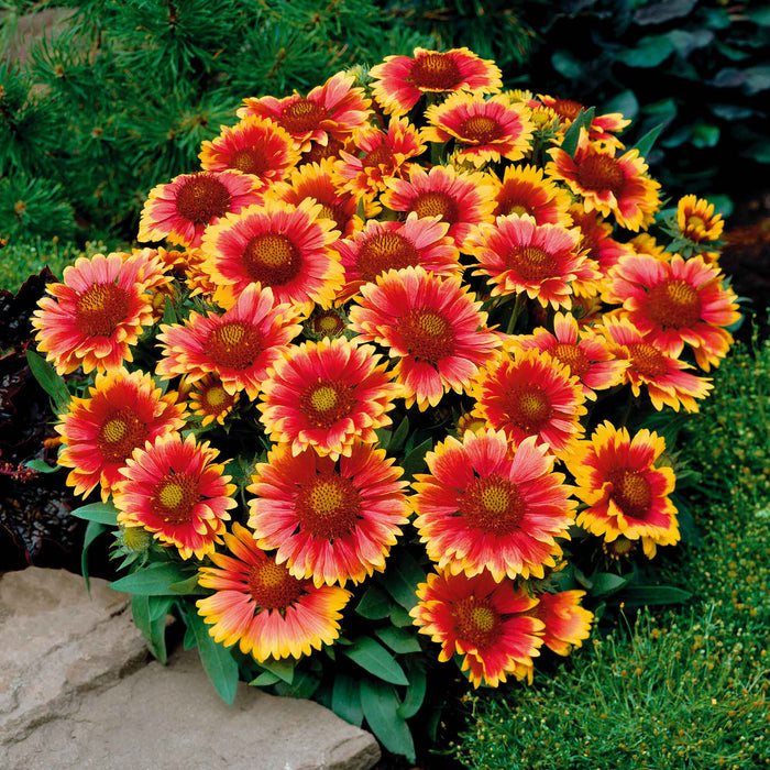 Gaillardia 'Arizonia Sun'