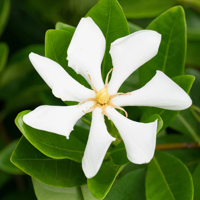 Gardenia 'Pinwheel'