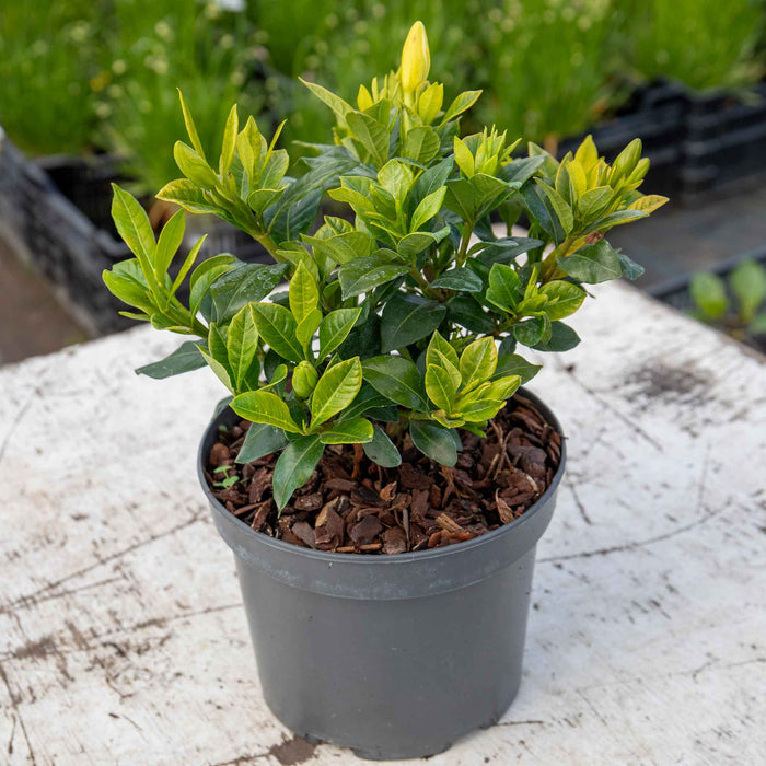 Gardenia 'Pinwheel'