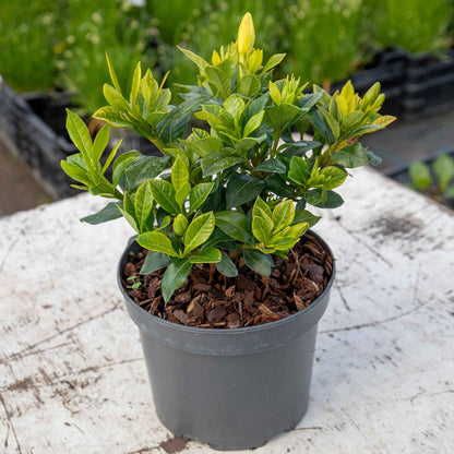 Gardenia 'Pinwheel'