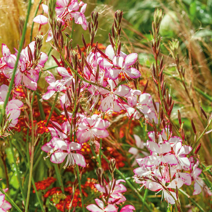 Gaura lindheimeri 'Gambit Rose Bicolor'