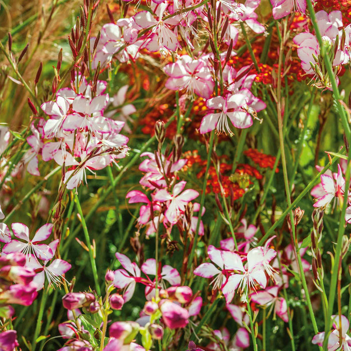 Gaura lindheimeri 'Gambit Rose Bicolor'