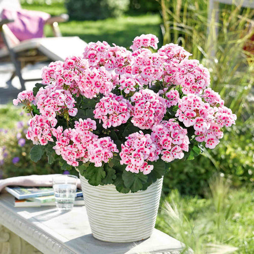 Geranium 'Dolce Vita Linus Pink Eye'
