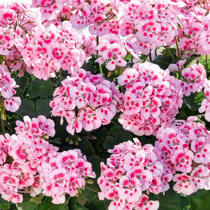 Geranium 'Dolce Vita Linus Pink Eye'