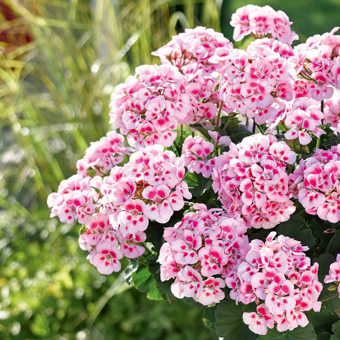 Geranium 'Dolce Vita Linus Pink Eye'