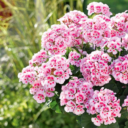 Geranium 'Dolce Vita Linus Pink Eye'