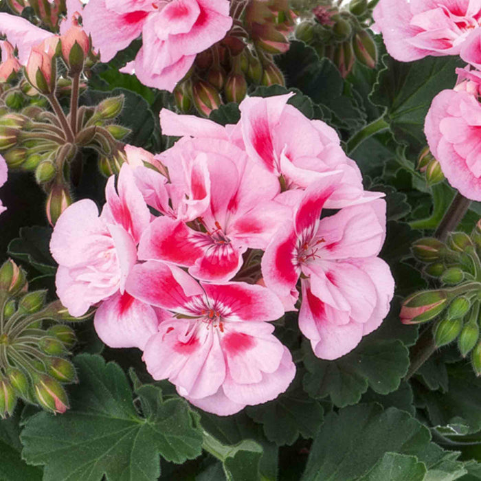 Geranium 'Dolce Vita Linus Pink Eye'