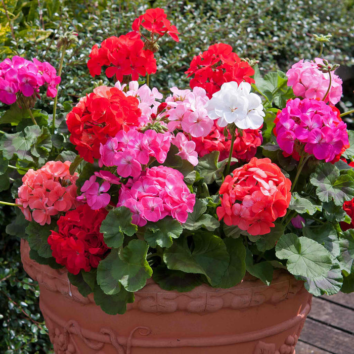 Geranium 'Palladium F1 Mixed'
