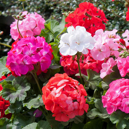 Geranium 'Palladium F1 Mixed'