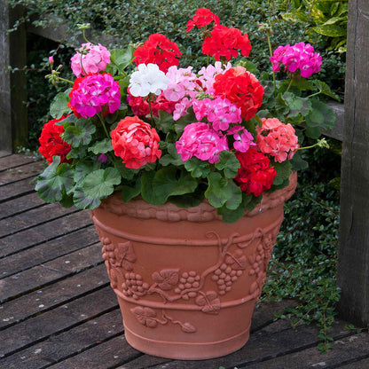 Geranium 'Palladium F1 Mixed'
