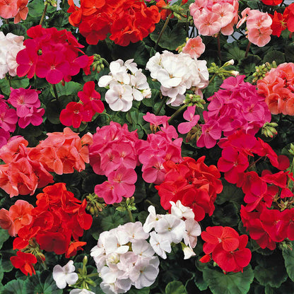 Geranium 'Palladium F1 Mixed'