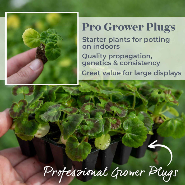 Geranium 'Palladium F1 Mixed'