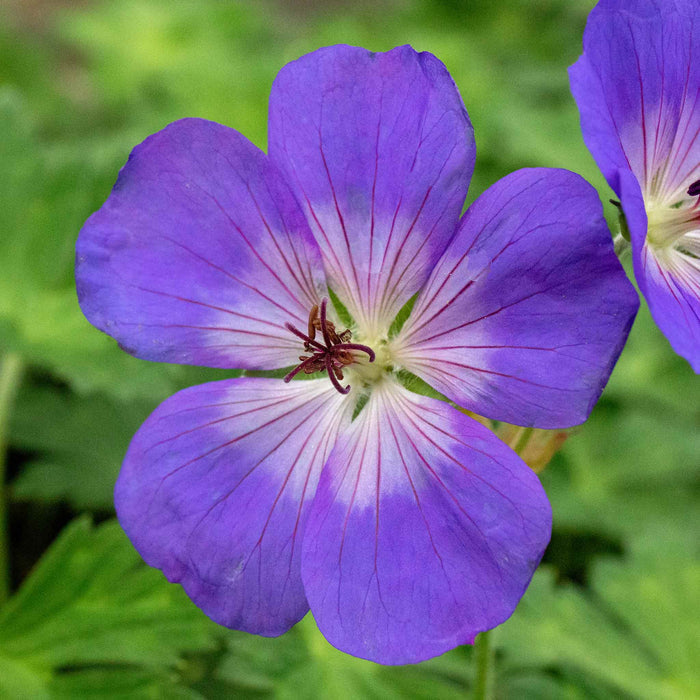 Geranium 'Rozanne'