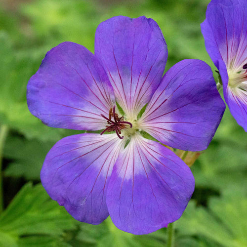 Geranium 'Rozanne'