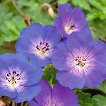 Geranium 'Rozanne'