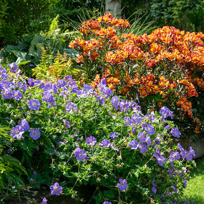 Geranium 'Rozanne'