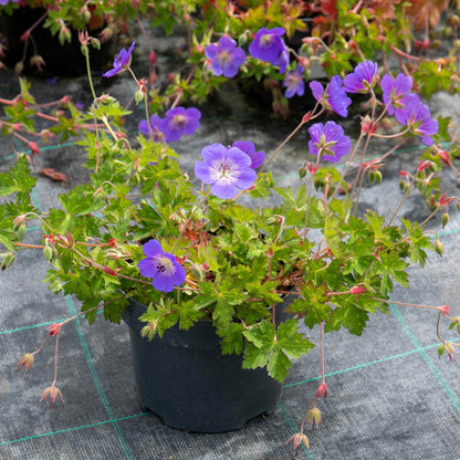 Geranium 'Rozanne'