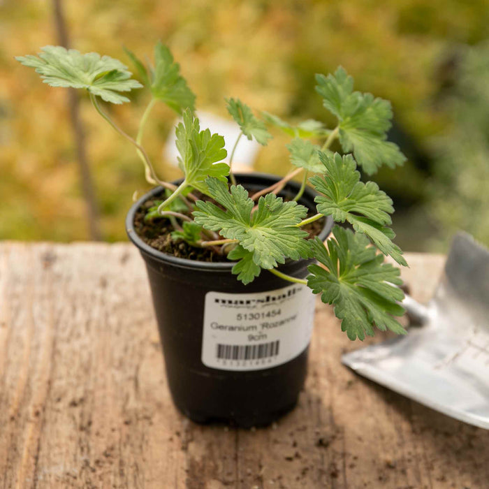 Geranium 'Rozanne'