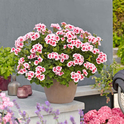 Geranium Plant 'Smart Splash White Eye' - 1 x 9cm Potted Plant
