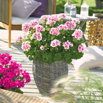 Geranium Plant 'Smart Splash White Eye' - 1 x 9cm Potted Plant
