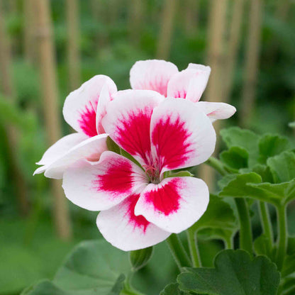 Geranium 'Smart Splash White Eye'