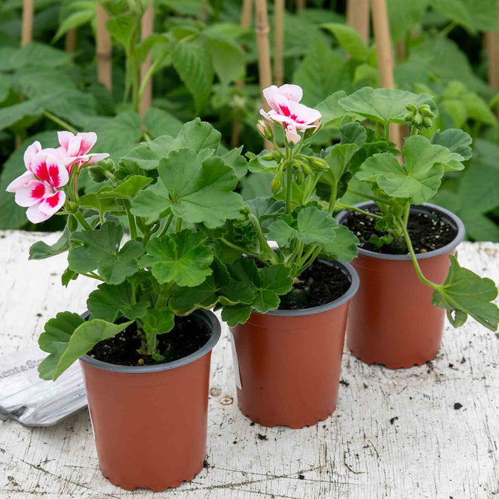 Geranium 'Smart Splash White Eye'