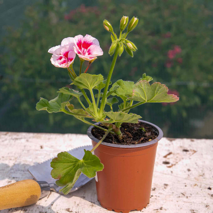 Geranium 'Smart Splash White Eye'