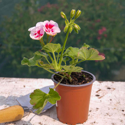 Geranium 'Smart Splash White Eye'