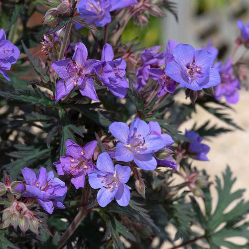 Geranium 'Storm Clouds'