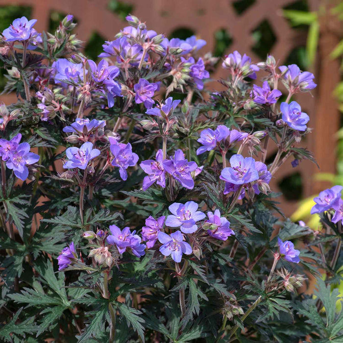 Geranium 'Storm Clouds'