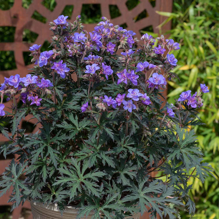 Geranium 'Storm Clouds'