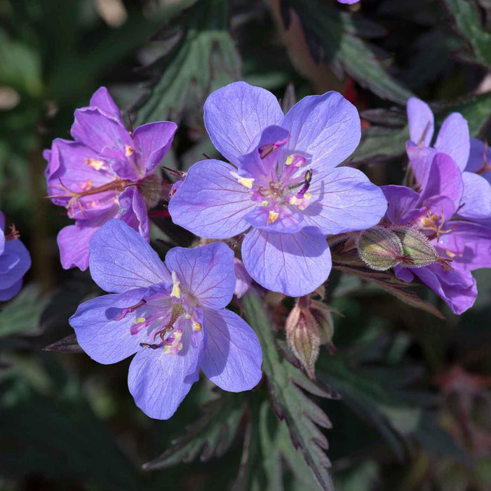 Geranium 'Storm Clouds'