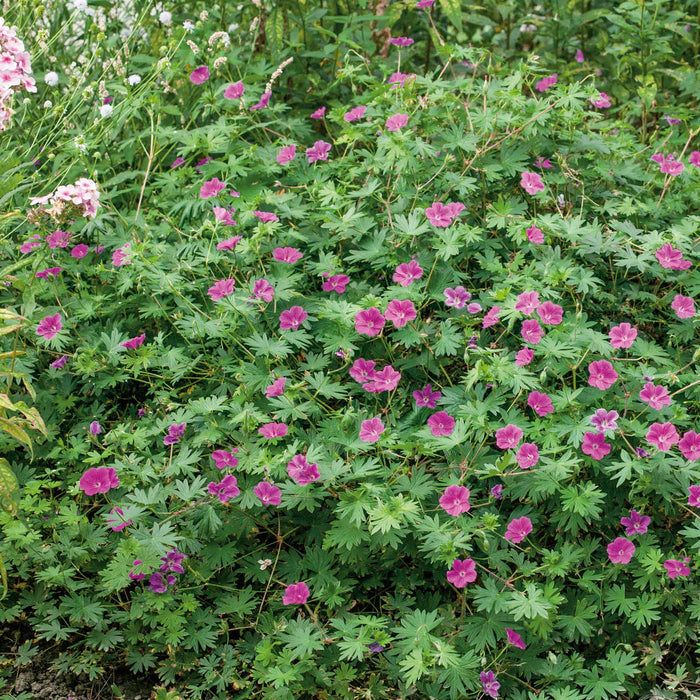 Geranium 'Tiny Monster'