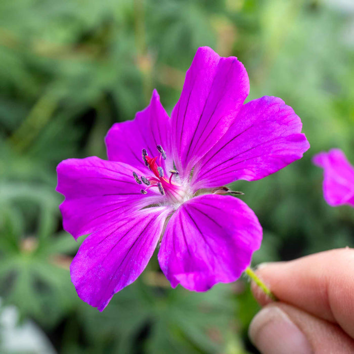 Geranium 'Tiny Monster'