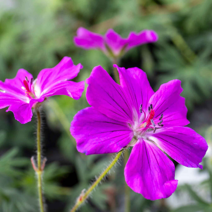 Geranium 'Tiny Monster'