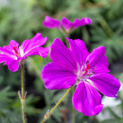 Geranium 'Tiny Monster'