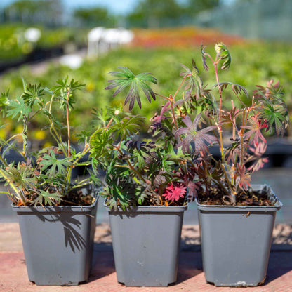 Geranium 'Tiny Monster'