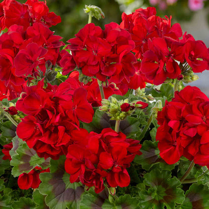 Bouquet of bright red flowers with green leaves