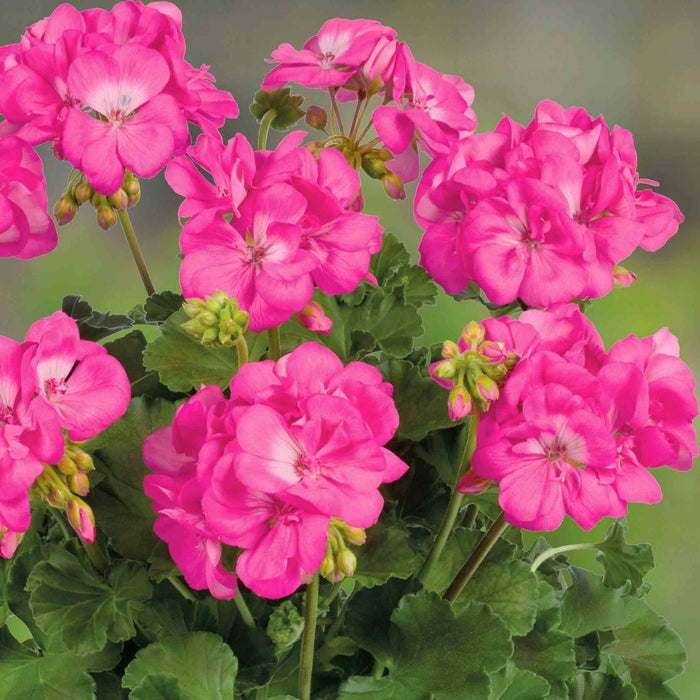 Geranium Upright Collection